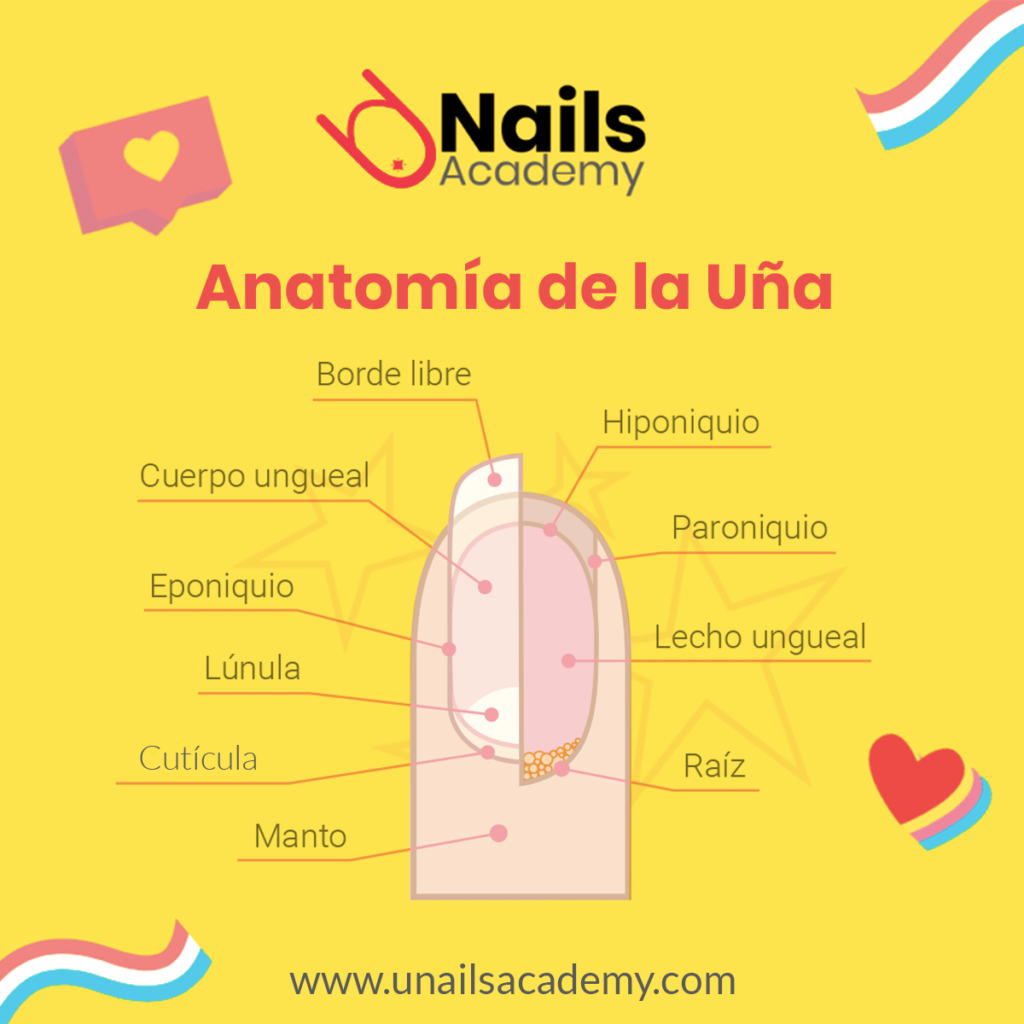 ¿conoces Las Partes Que Componen La Uña Natural U Nails Academy